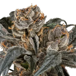 Wiss-Vanille-Cannabispflanzen online kaufen