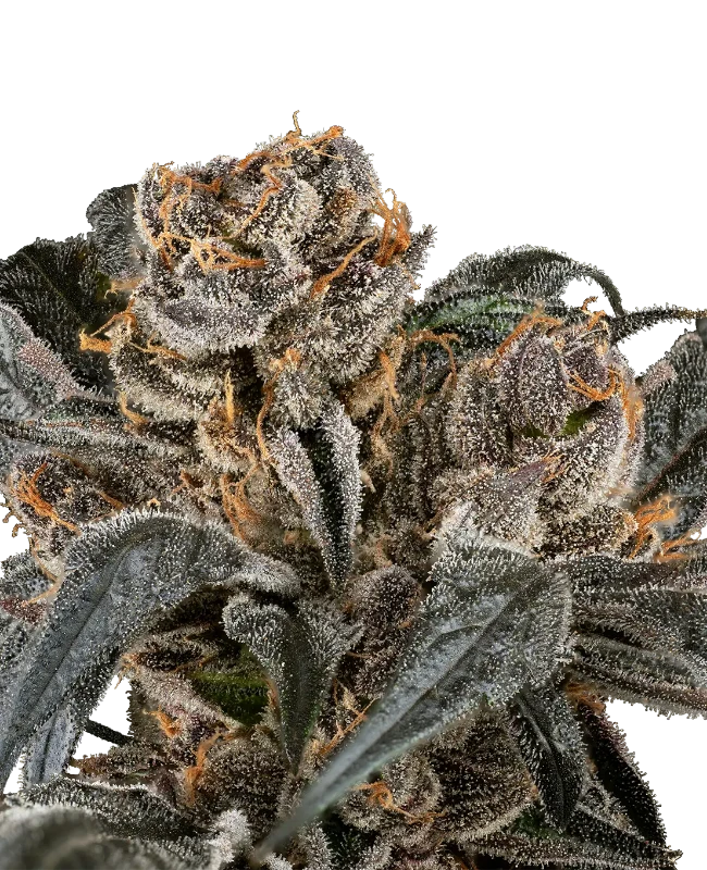 Wiss-Vanille-Cannabispflanzen online kaufen