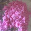 2C-B Rosa Kokain kaufen
