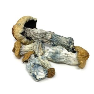 Kaufen Sie Albino-Penis-Neid-Zauberpilze online