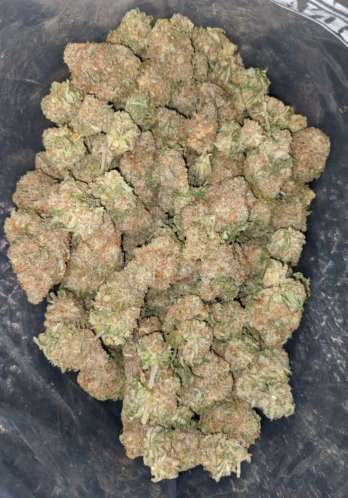 Weed kaufen (Chocolope Bluten)