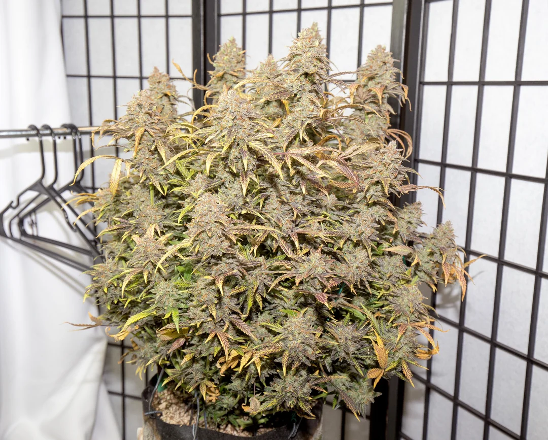 xcmzxs76rh741 Kaufen Sie Marihuana-Erdbeer-Käsekuchen