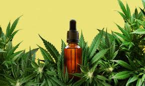 Berlin Cannabis Gesetz 2026