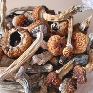 Buy Magic Mushrooms Online Australia